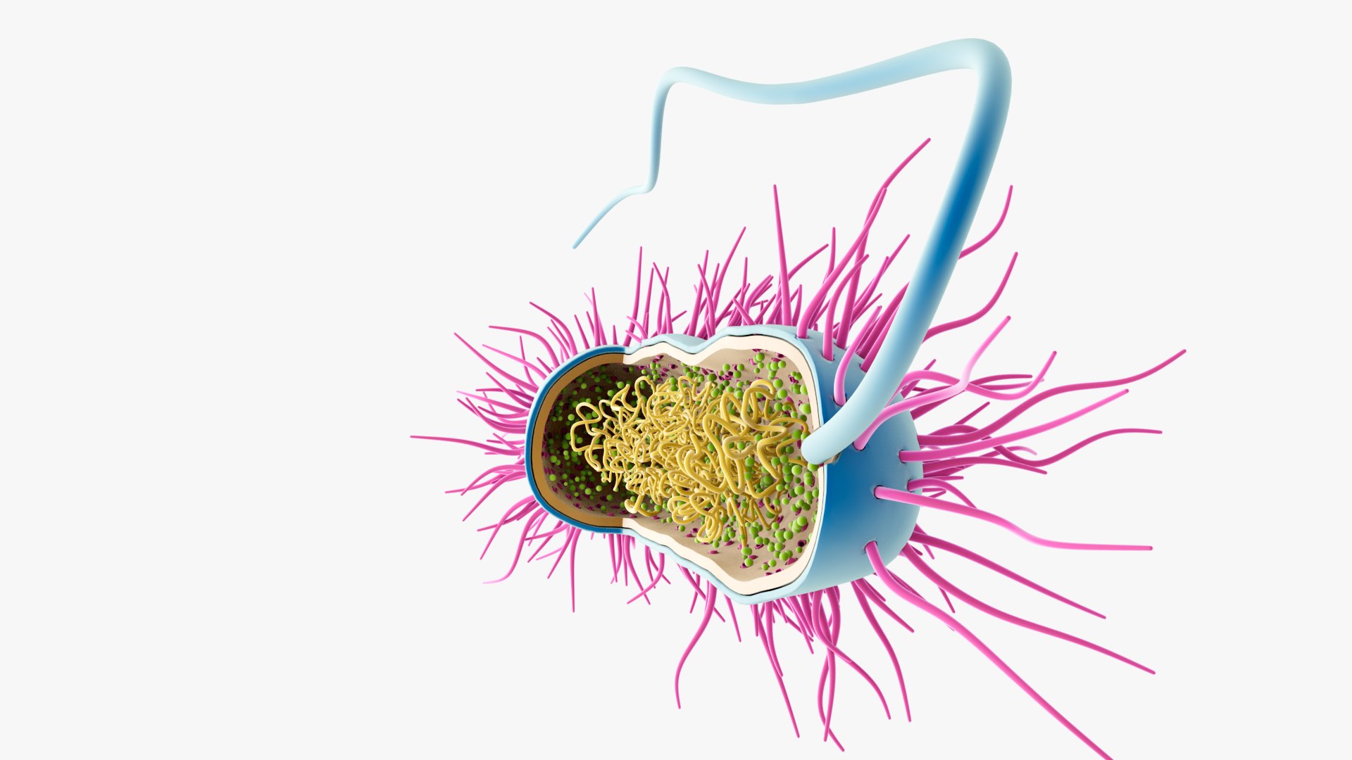 3D Prokaryotic Cell - TurboSquid 2248628