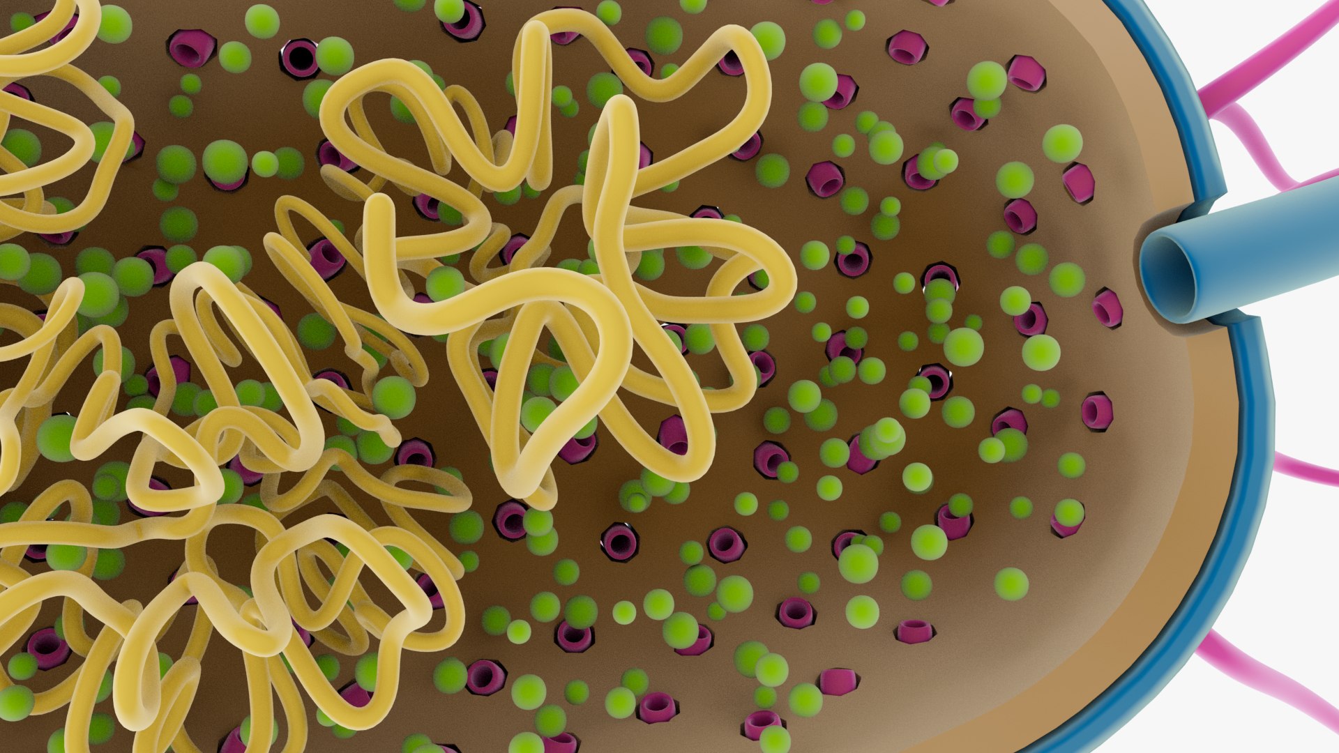 3D Prokaryotic Cell - TurboSquid 2248628