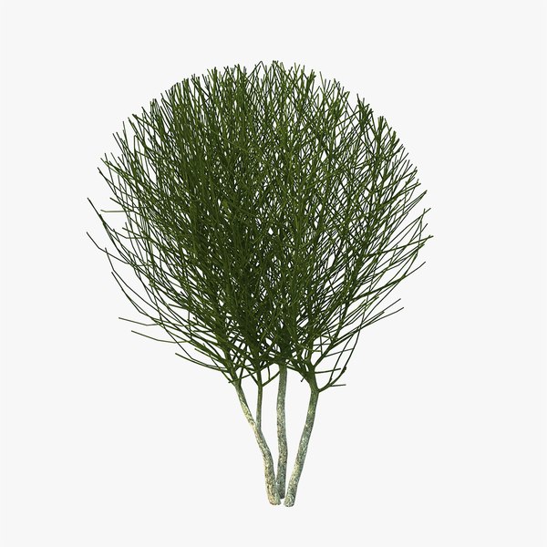 bare shrub 3D model