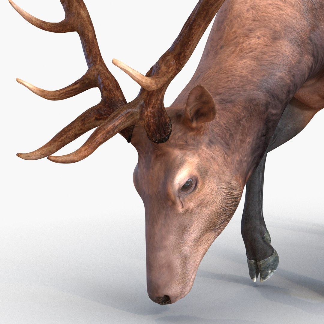 3ds max elk pose 3 https://p.turbosquid.com/ts-thumb/Rz/ya8Rdl/0JOJ6FkQ/elk3dsmodel16/jpg/1447699246/1920x1080/fit_q87/8e7ec1cd56f2a0ff63f85c22fc2350107923da04/elk3dsmodel16.jpg