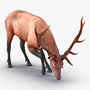 Elk Pose 3