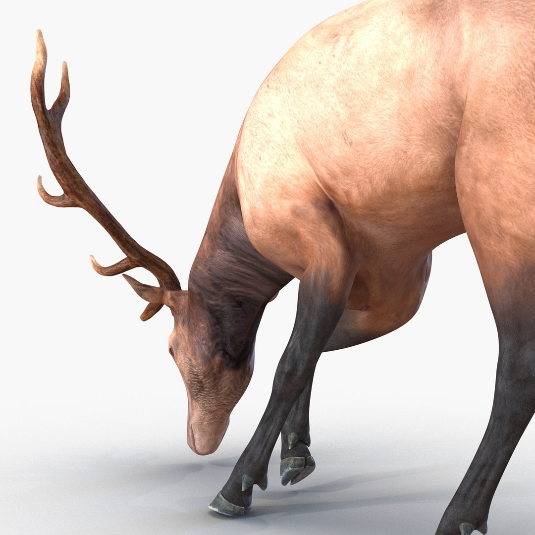 3ds max elk pose 3 https://p.turbosquid.com/ts-thumb/Rz/ya8Rdl/5UdLMHsS/elk3dsmodel18/jpg/1447699246/1920x1080/fit_q87/7c4390a7e30625fd5d26bd472eafaaf755f268a3/elk3dsmodel18.jpg