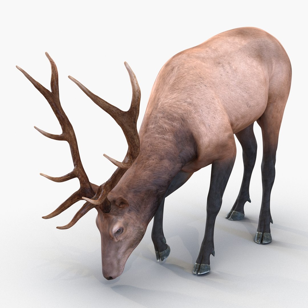 3ds max elk pose 3 https://p.turbosquid.com/ts-thumb/Rz/ya8Rdl/eYmtwGDX/elk3dsmodel05/jpg/1447699245/1920x1080/fit_q87/84e454b1b0e3636b4a9b74a7f7972143d9f87cb6/elk3dsmodel05.jpg