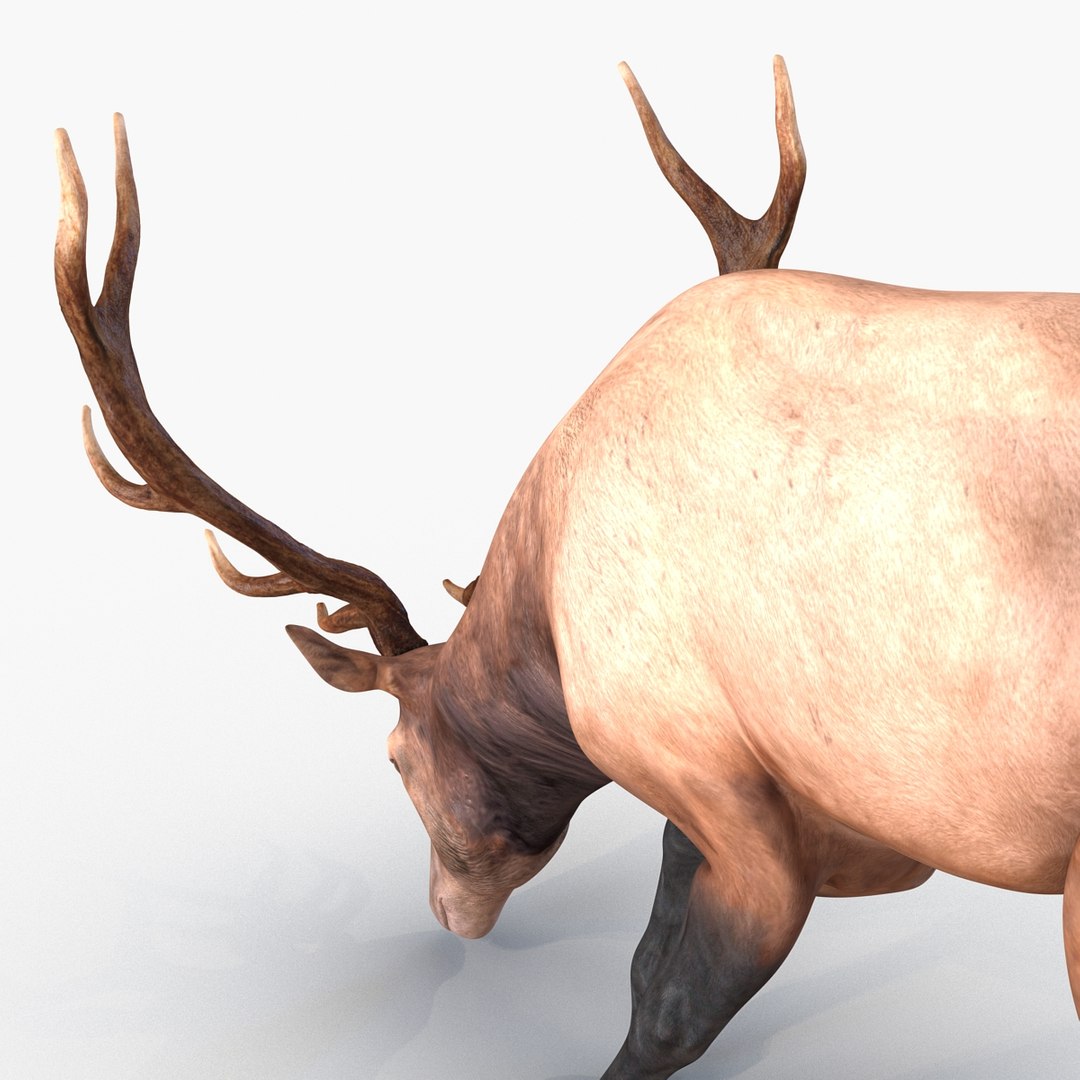 3ds max elk pose 3 https://p.turbosquid.com/ts-thumb/Rz/ya8Rdl/i8FqDHNm/elk3dsmodel17/jpg/1447699246/1920x1080/fit_q87/84d2da62122ab3cb99be4370b0780736ec455fb6/elk3dsmodel17.jpg