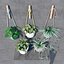 plant set