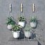 plant set