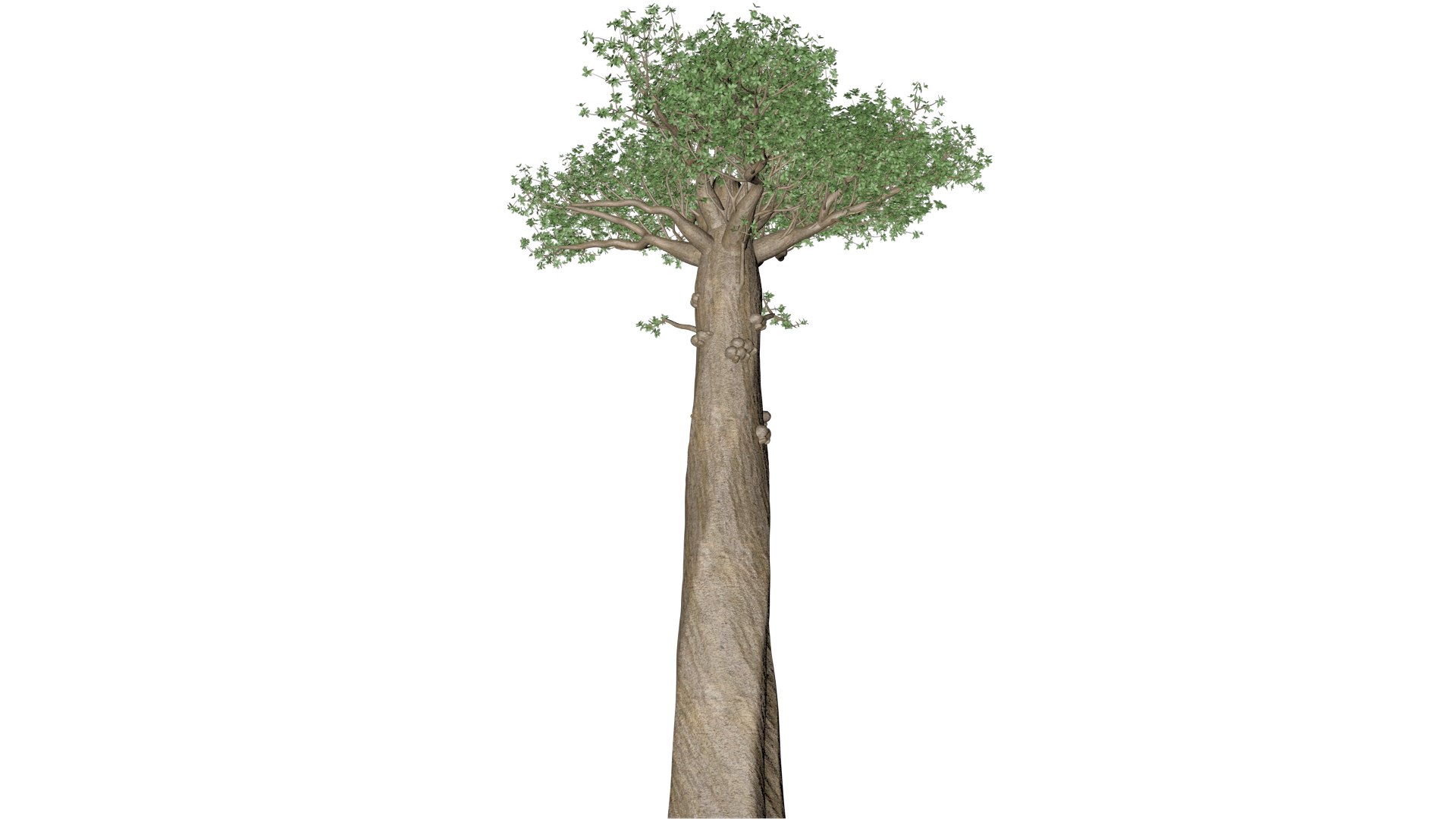 3D Model Madagascan Baobab Tree - 06 - - TurboSquid 2377155