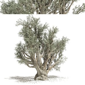 Olive Tree