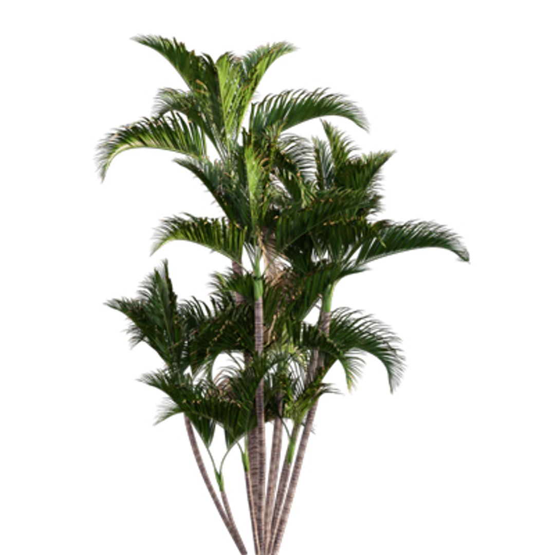 Bundle 04  Resort plants 3D model https://p.turbosquid.com/ts-thumb/S0/GnskD1/3D/3dtree_chryslidocarpuslutesceus_01/jpg/1621336547/1920x1080/fit_q87/ff2cfd53e711eb985b8c0feb1f2c1fb7e2700105/3dtree_chryslidocarpuslutesceus_01.jpg