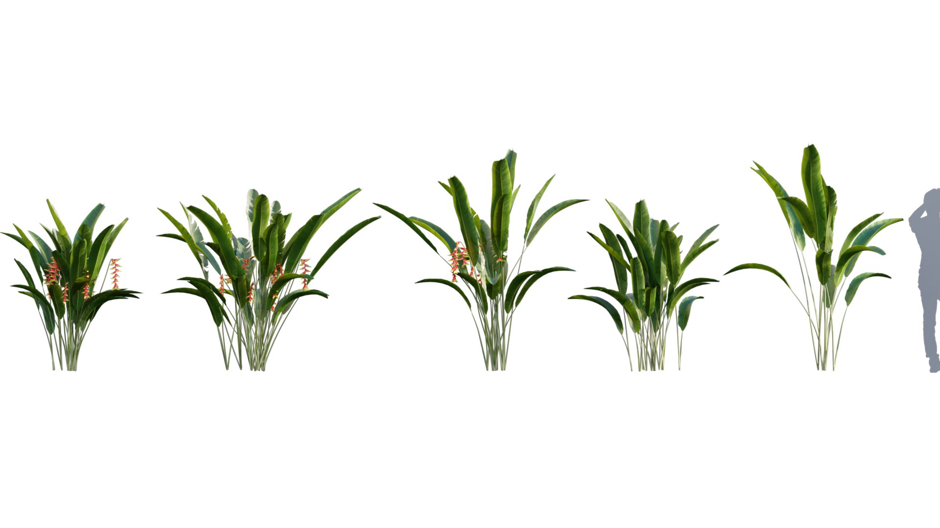 Bundle 04  Resort plants 3D model https://p.turbosquid.com/ts-thumb/S0/GnskD1/6C/3dtree_heliconiarostrata_v1/jpg/1621333148/1920x1080/fit_q87/8f6b5cda9129d23e07f4612a1accfa587f5b1d7d/3dtree_heliconiarostrata_v1.jpg