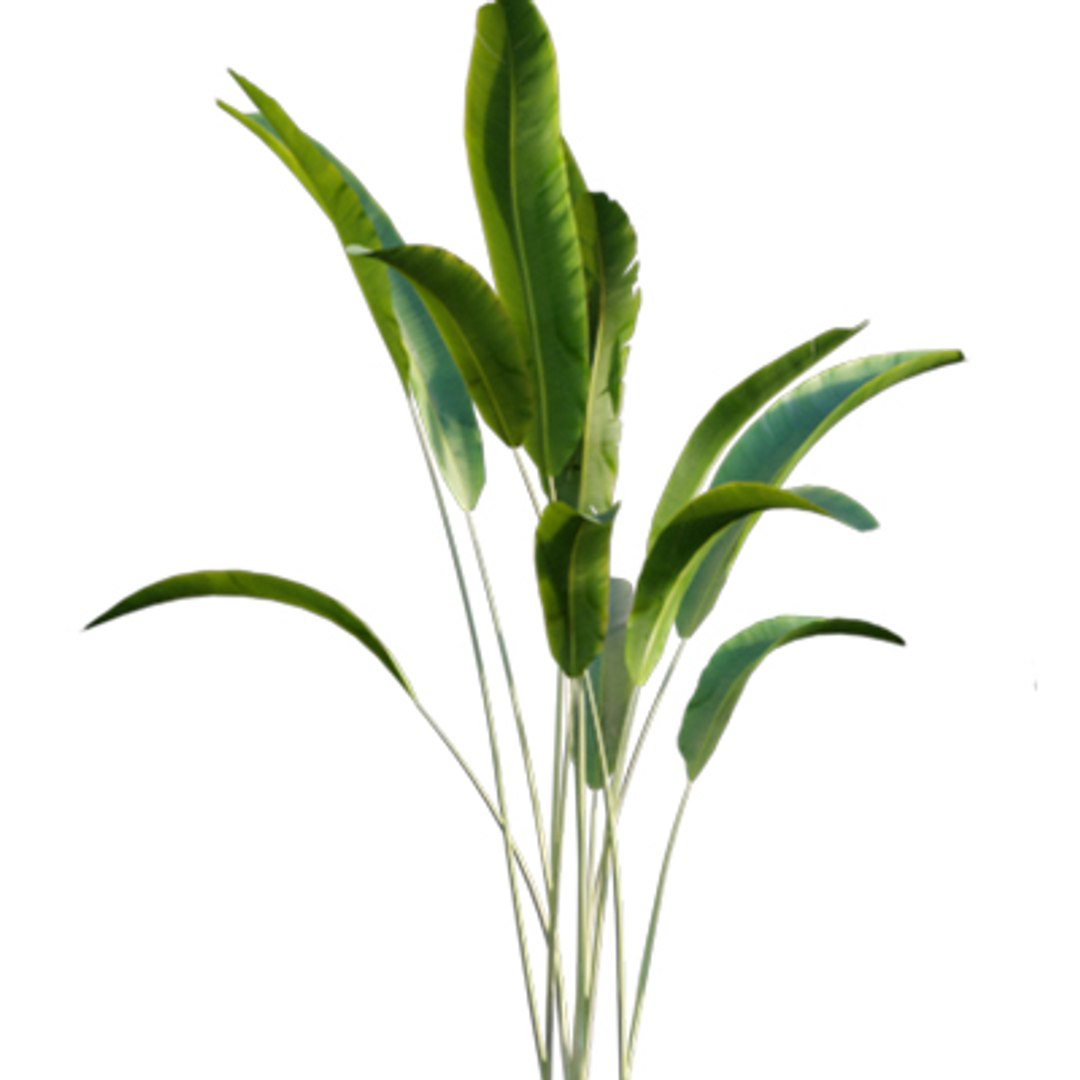 Bundle 04  Resort plants 3D model https://p.turbosquid.com/ts-thumb/S0/GnskD1/6S/3dtree_heliconiarostrata_05/jpg/1621336560/1920x1080/fit_q87/82563e80f95fd448d64ace472c222ba4e35655d5/3dtree_heliconiarostrata_05.jpg