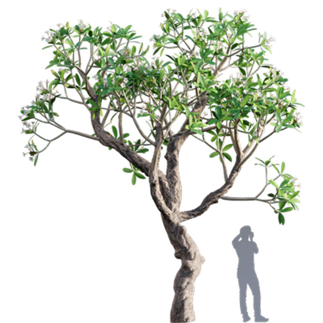 Bundle 04  Resort plants 3D model https://p.turbosquid.com/ts-thumb/S0/GnskD1/6r/3dtree_plumeriarubra_05/jpg/1621336550/1920x1080/fit_q87/8571175537e8ff290b8056b37fdd2eb1dd0cf79f/3dtree_plumeriarubra_05.jpg