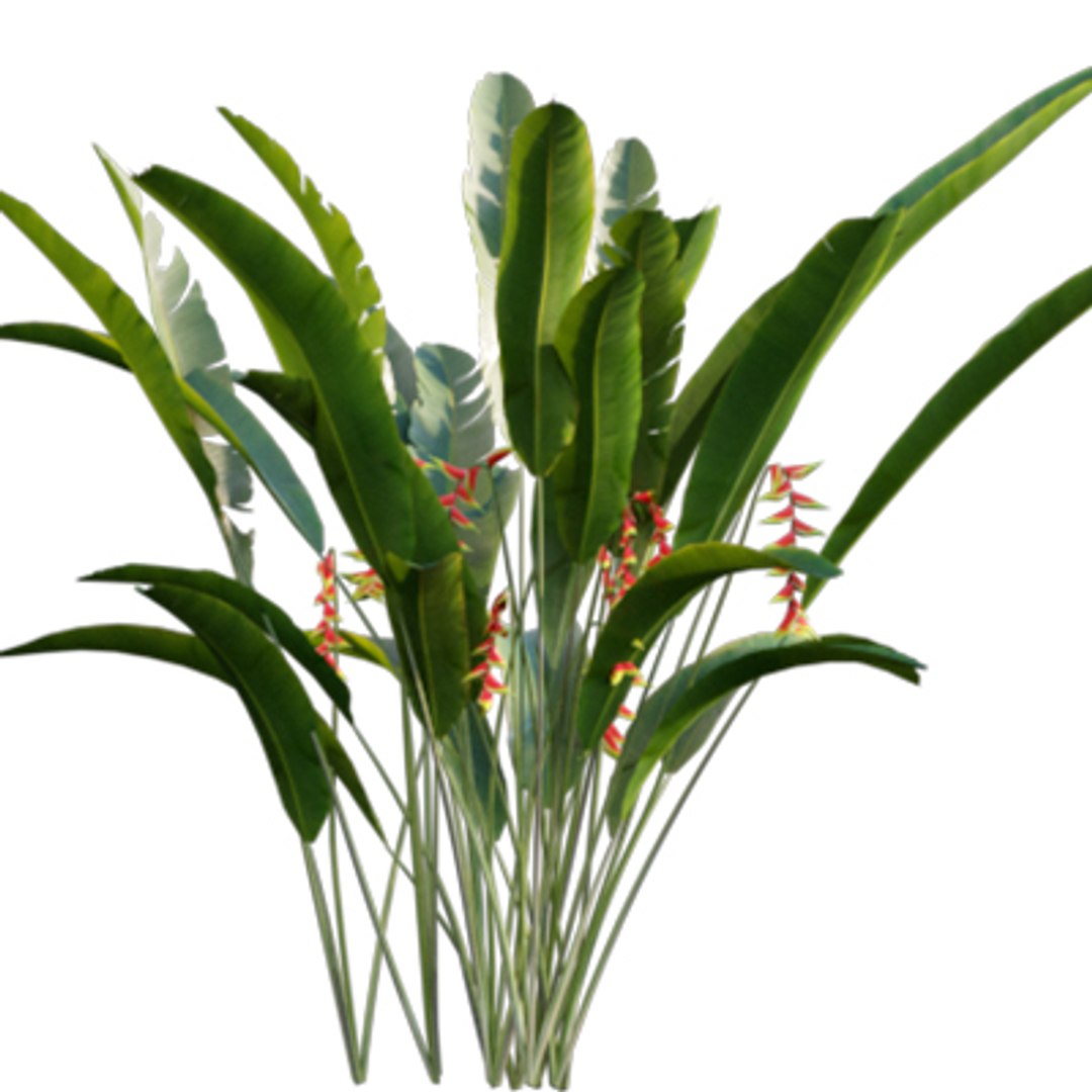 Bundle 04  Resort plants 3D model https://p.turbosquid.com/ts-thumb/S0/GnskD1/7U/3dtree_heliconiarostrata_02/jpg/1621336559/1920x1080/fit_q87/52df45227ec5482946d7fd4500ba47991a9278c5/3dtree_heliconiarostrata_02.jpg