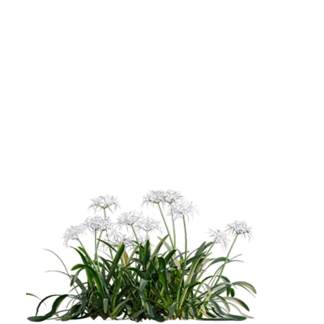 Bundle 04  Resort plants 3D model https://p.turbosquid.com/ts-thumb/S0/GnskD1/9E/3dtree_spiderlily_02/jpg/1621336559/1920x1080/fit_q87/1d43b0b786090e62bde1a63688ae1c7f8fd12737/3dtree_spiderlily_02.jpg
