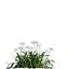 Bundle 04 – Resort plants