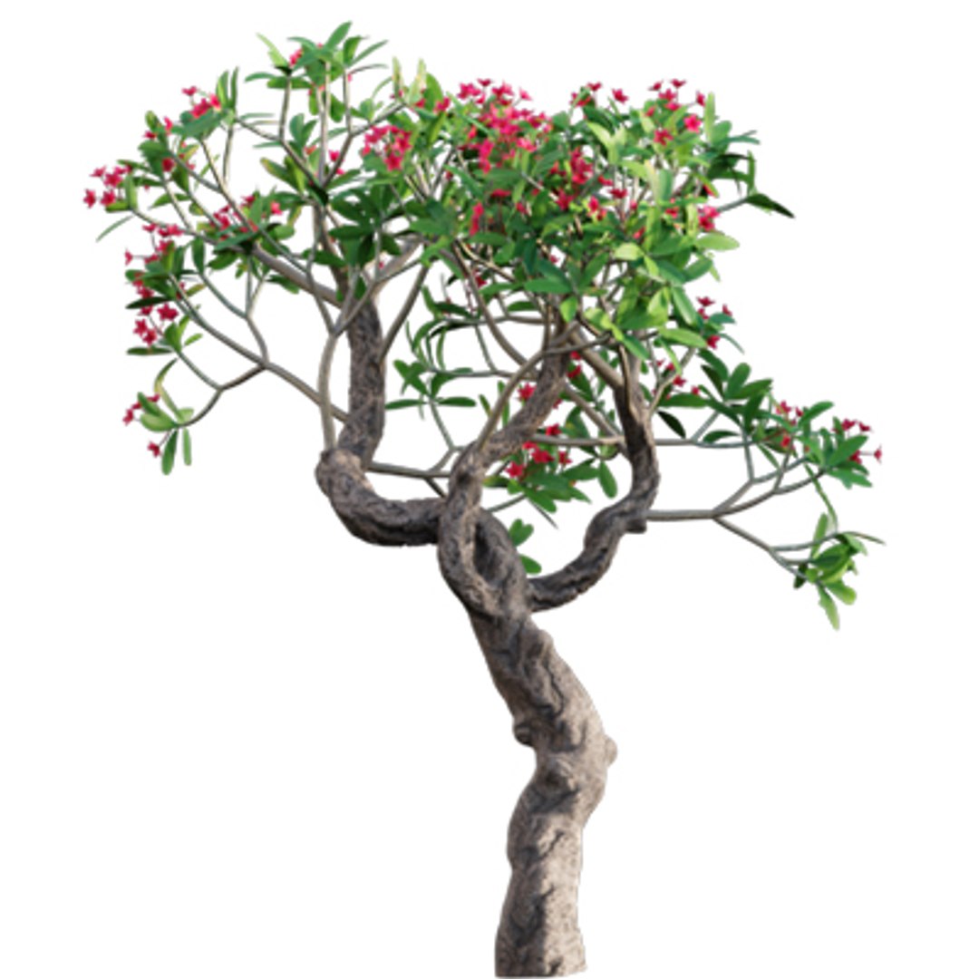 Bundle 04  Resort plants 3D model https://p.turbosquid.com/ts-thumb/S0/GnskD1/BU/3dtree_plumeriarubra_04/jpg/1621336559/1920x1080/fit_q87/20ef13c03312f7540e0bd422244892c22a6a8f46/3dtree_plumeriarubra_04.jpg