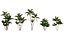 Bundle 04 – Resort plants