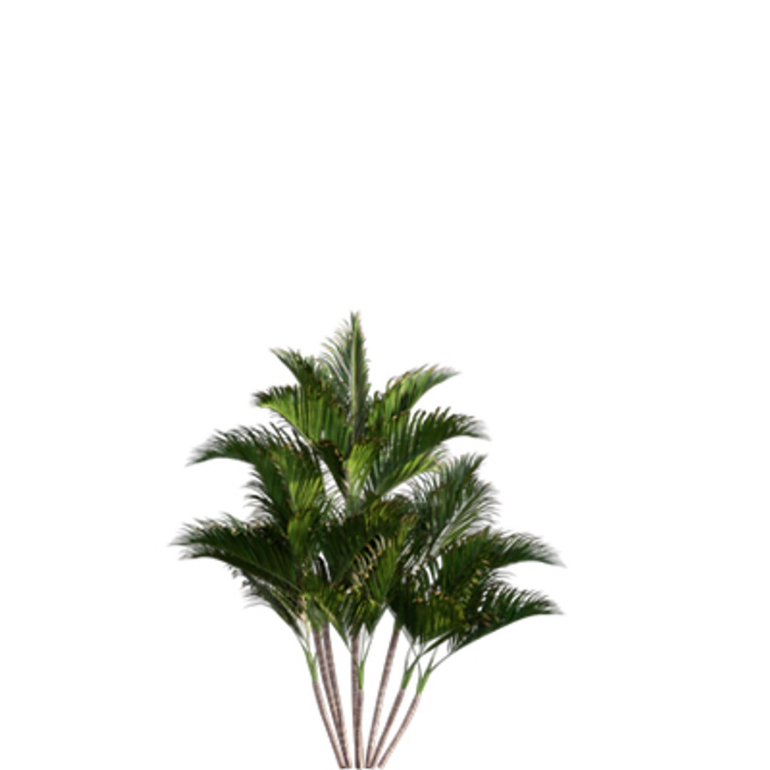 Bundle 04  Resort plants 3D model https://p.turbosquid.com/ts-thumb/S0/GnskD1/Dl/3dtree_chryslidocarpuslutesceus_04/jpg/1621336552/1920x1080/fit_q87/463d535c344efb04af74a17f9a88c3323570660f/3dtree_chryslidocarpuslutesceus_04.jpg