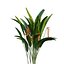 Bundle 04 – Resort plants