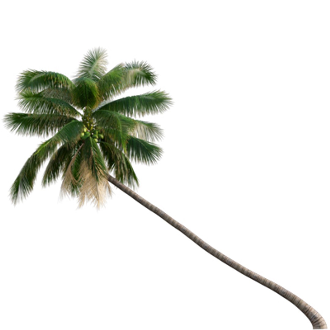 Bundle 04  Resort plants 3D model https://p.turbosquid.com/ts-thumb/S0/GnskD1/FL/3dtree_cocosnucifera_01/jpg/1621336560/1920x1080/fit_q87/e54b24c467567fc01704dbb69f320efdb736f92a/3dtree_cocosnucifera_01.jpg