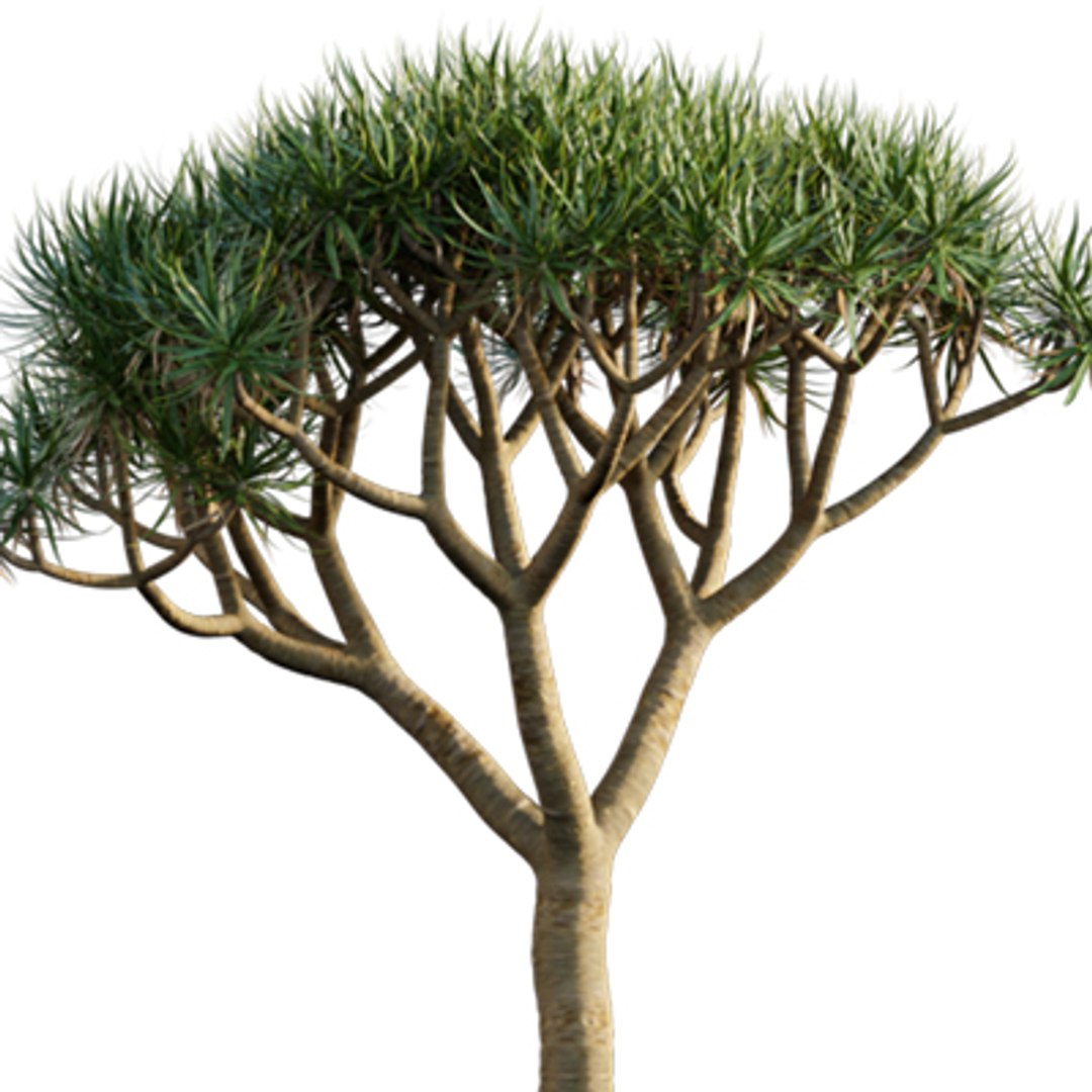 Bundle 04  Resort plants 3D model https://p.turbosquid.com/ts-thumb/S0/GnskD1/KM/3dtree_dracaenadraco_05/jpg/1621336560/1920x1080/fit_q87/9c5218b317bcca14e0dc2836b8825e9f7c770894/3dtree_dracaenadraco_05.jpg