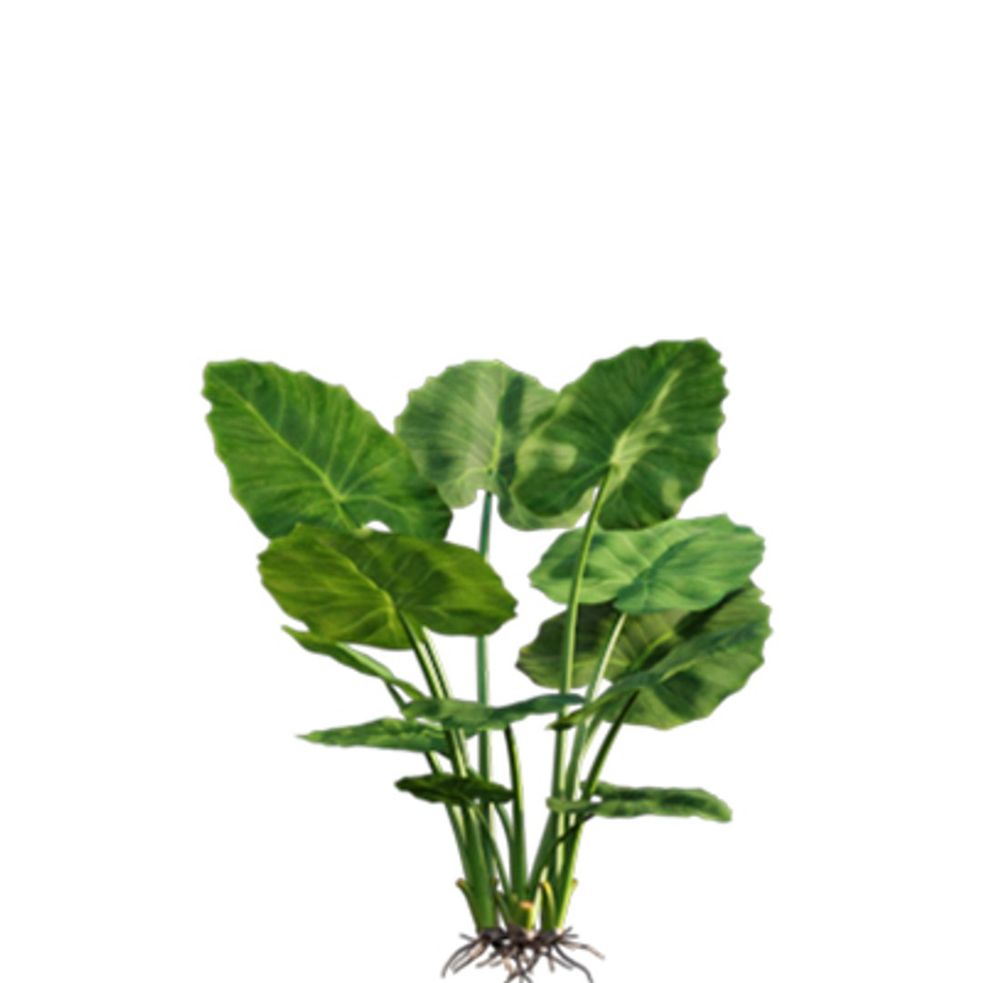 Bundle 04  Resort plants 3D model https://p.turbosquid.com/ts-thumb/S0/GnskD1/Lj/3dtree_alocasia_macrorrhiza_05/jpg/1621336545/1920x1080/fit_q87/76ea524520767b62f7ff5a9dda4eb4c91d0c3901/3dtree_alocasia_macrorrhiza_05.jpg