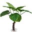 Bundle 04 – Resort plants