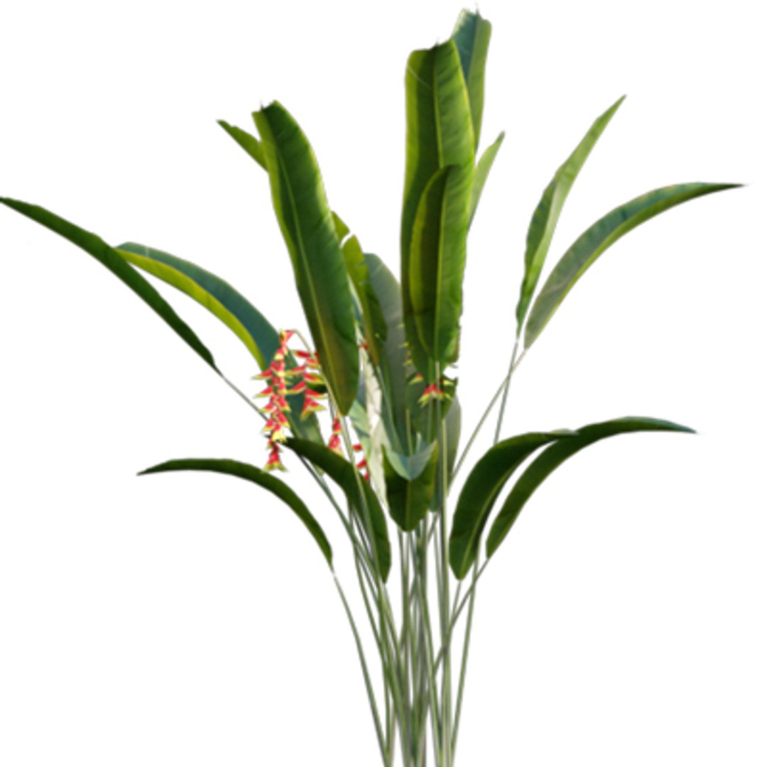 Bundle 04  Resort plants 3D model https://p.turbosquid.com/ts-thumb/S0/GnskD1/QS/3dtree_heliconiarostrata_03/jpg/1621336558/1920x1080/fit_q87/4acf6da8ae4530d3fc71c2e3de148c8cbc63ee36/3dtree_heliconiarostrata_03.jpg