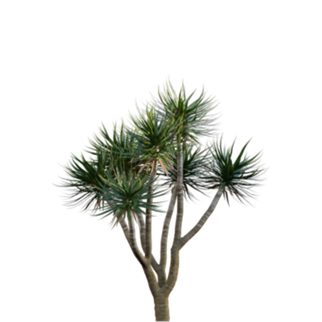 Bundle 04  Resort plants 3D model https://p.turbosquid.com/ts-thumb/S0/GnskD1/SB/3dtree_dracaenadraco_02/jpg/1621336557/1920x1080/fit_q87/ffe9f6e49391412e210a7edd38b15a1e5dab73ee/3dtree_dracaenadraco_02.jpg