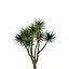 Bundle 04 – Resort plants