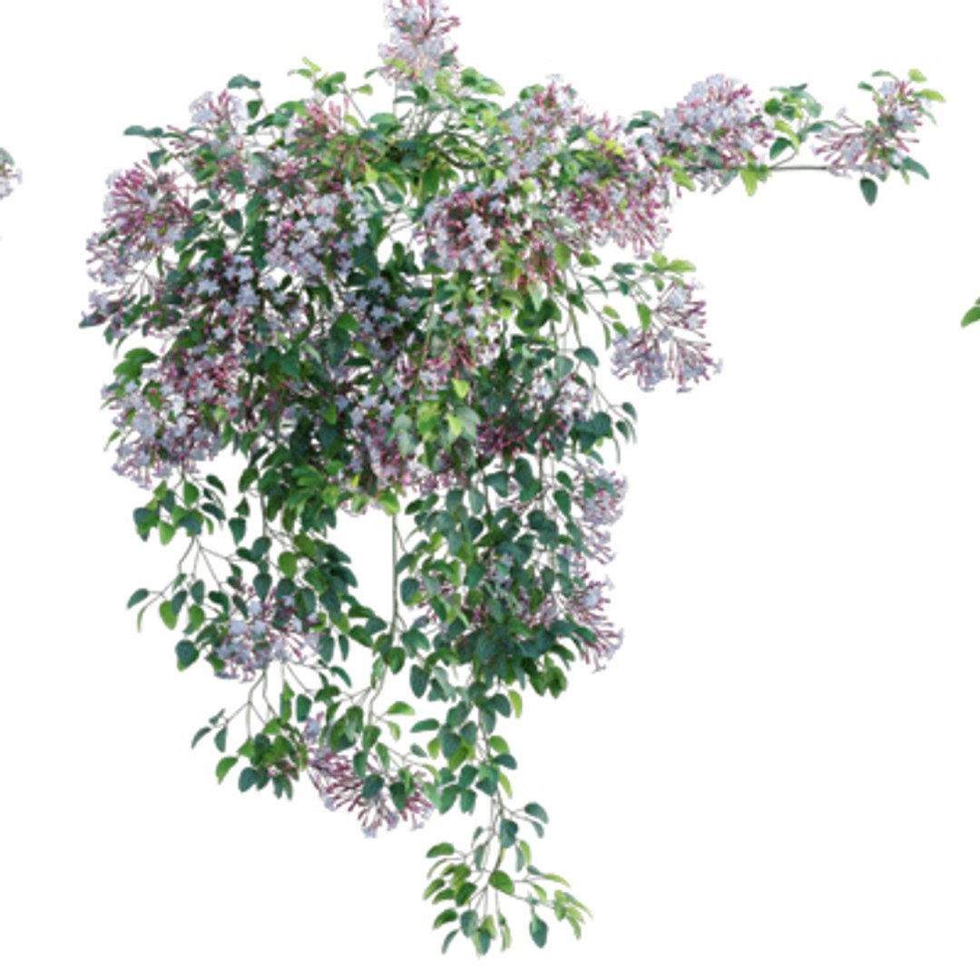 Bundle 04  Resort plants 3D model https://p.turbosquid.com/ts-thumb/S0/GnskD1/Td/3dtree_jasmium_03/jpg/1621336560/1920x1080/fit_q87/ae15f120cb3b98b6f7e3997f6c54cab3ad12b50d/3dtree_jasmium_03.jpg