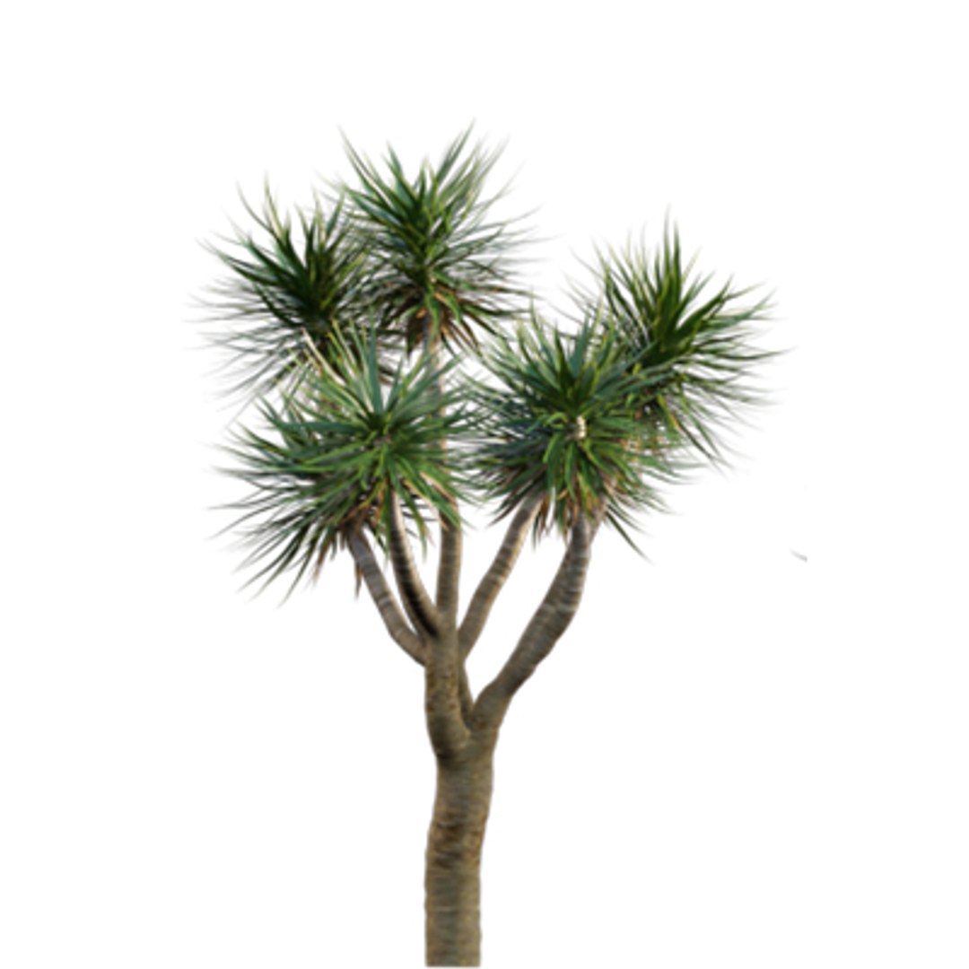 Bundle 04  Resort plants 3D model https://p.turbosquid.com/ts-thumb/S0/GnskD1/e9/3dtree_dracaenadraco_01/jpg/1621336557/1920x1080/fit_q87/19d10e8b41e8102aa2320382d56e7ede8a20c9c9/3dtree_dracaenadraco_01.jpg