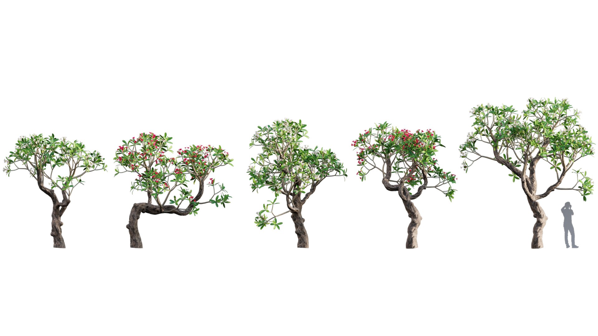 Bundle 04  Resort plants 3D model https://p.turbosquid.com/ts-thumb/S0/GnskD1/ej/3dtree_plumeriarubra_v1/jpg/1621333153/1920x1080/fit_q87/53b3c6fc1e2c94c4ca5d4584a8742d8fc10b01d0/3dtree_plumeriarubra_v1.jpg