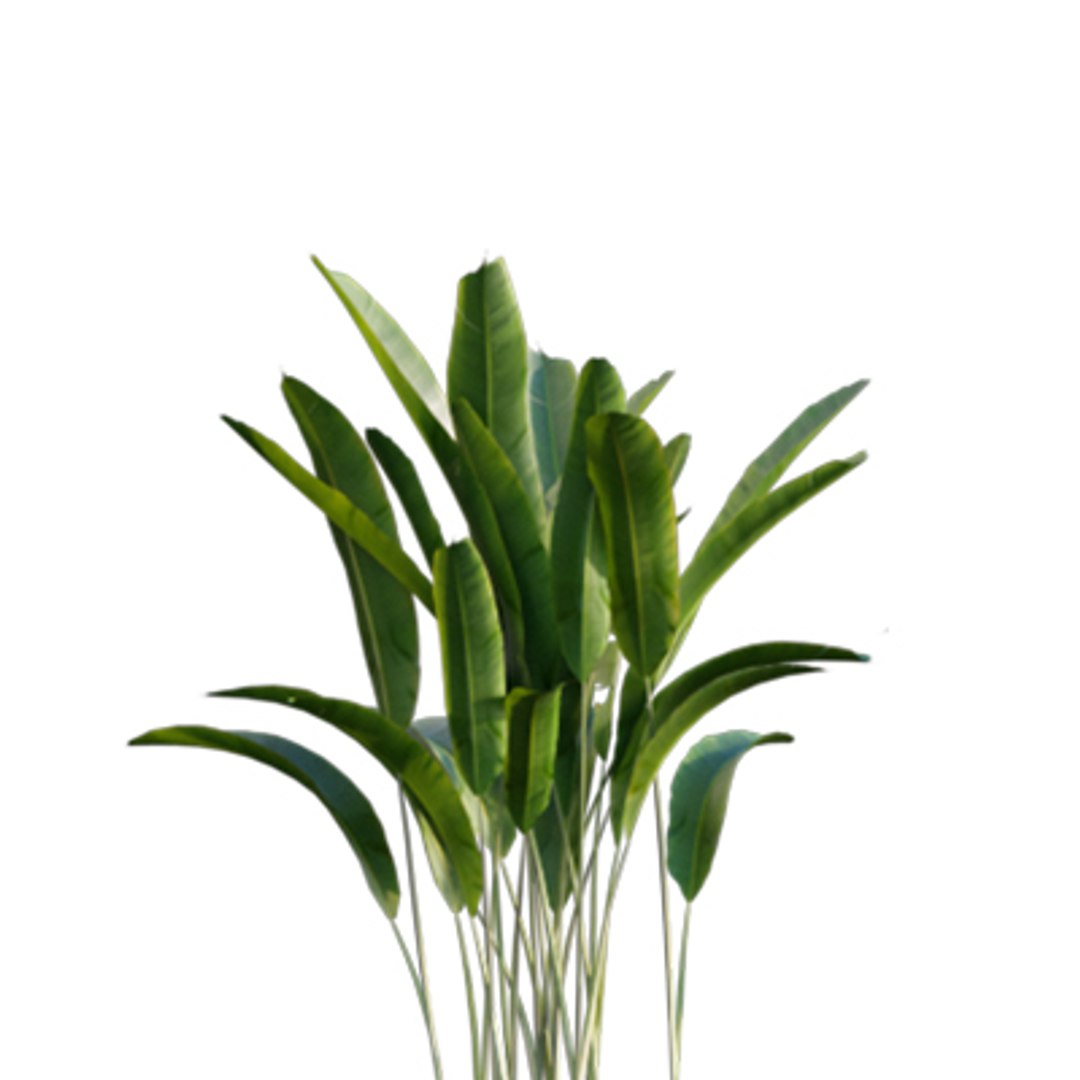 Bundle 04  Resort plants 3D model https://p.turbosquid.com/ts-thumb/S0/GnskD1/fM/3dtree_heliconiarostrata_04/jpg/1621336560/1920x1080/fit_q87/56eaac60a9e8676749deb365ac333260832162b7/3dtree_heliconiarostrata_04.jpg