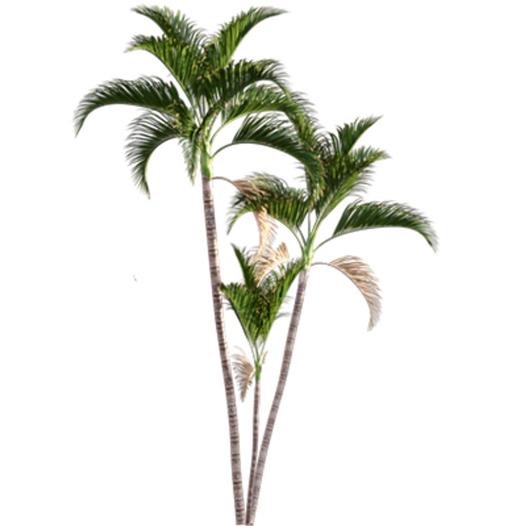Bundle 04  Resort plants 3D model https://p.turbosquid.com/ts-thumb/S0/GnskD1/fN/3dtree_chryslidocarpuslutesceus_03/jpg/1621336555/1920x1080/fit_q87/713da1a2585f7ae417861d80be699009219f1fac/3dtree_chryslidocarpuslutesceus_03.jpg