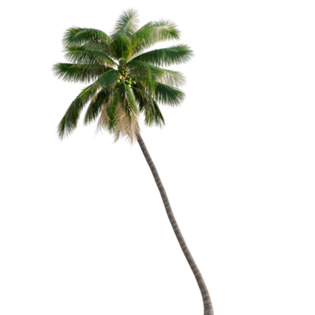 Bundle 04  Resort plants 3D model https://p.turbosquid.com/ts-thumb/S0/GnskD1/jf/3dtree_cocosnucifera_02/jpg/1621336546/1920x1080/fit_q87/6aa39a7df0d59bda0fd7bb454e17dd664e3b383c/3dtree_cocosnucifera_02.jpg