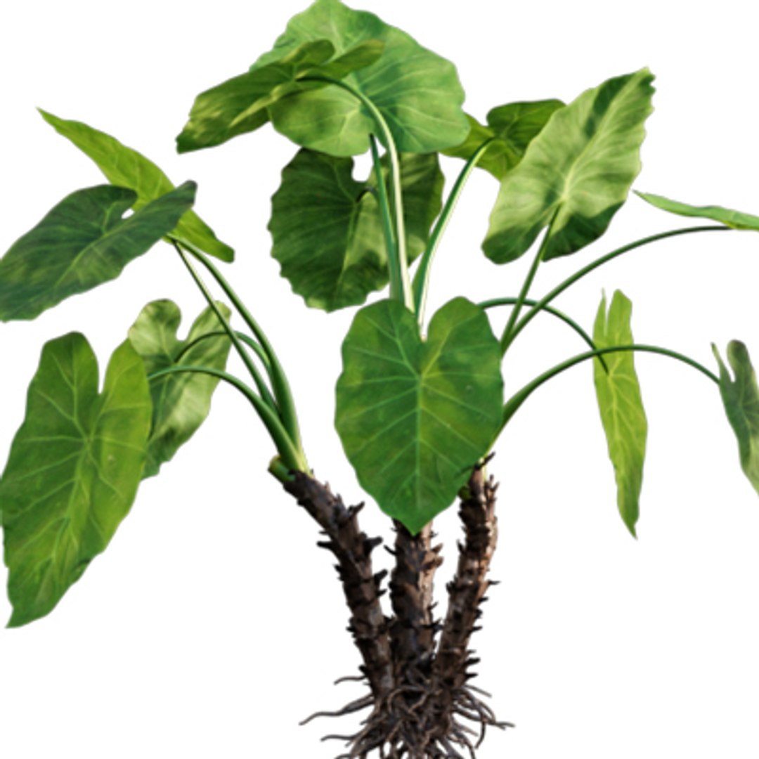 Bundle 04  Resort plants 3D model https://p.turbosquid.com/ts-thumb/S0/GnskD1/kY/3dtree_alocasia_macrorrhiza_02/jpg/1621336545/1920x1080/fit_q87/d4b704f8cd5449b93ff8d4c55674675c0efa5e62/3dtree_alocasia_macrorrhiza_02.jpg