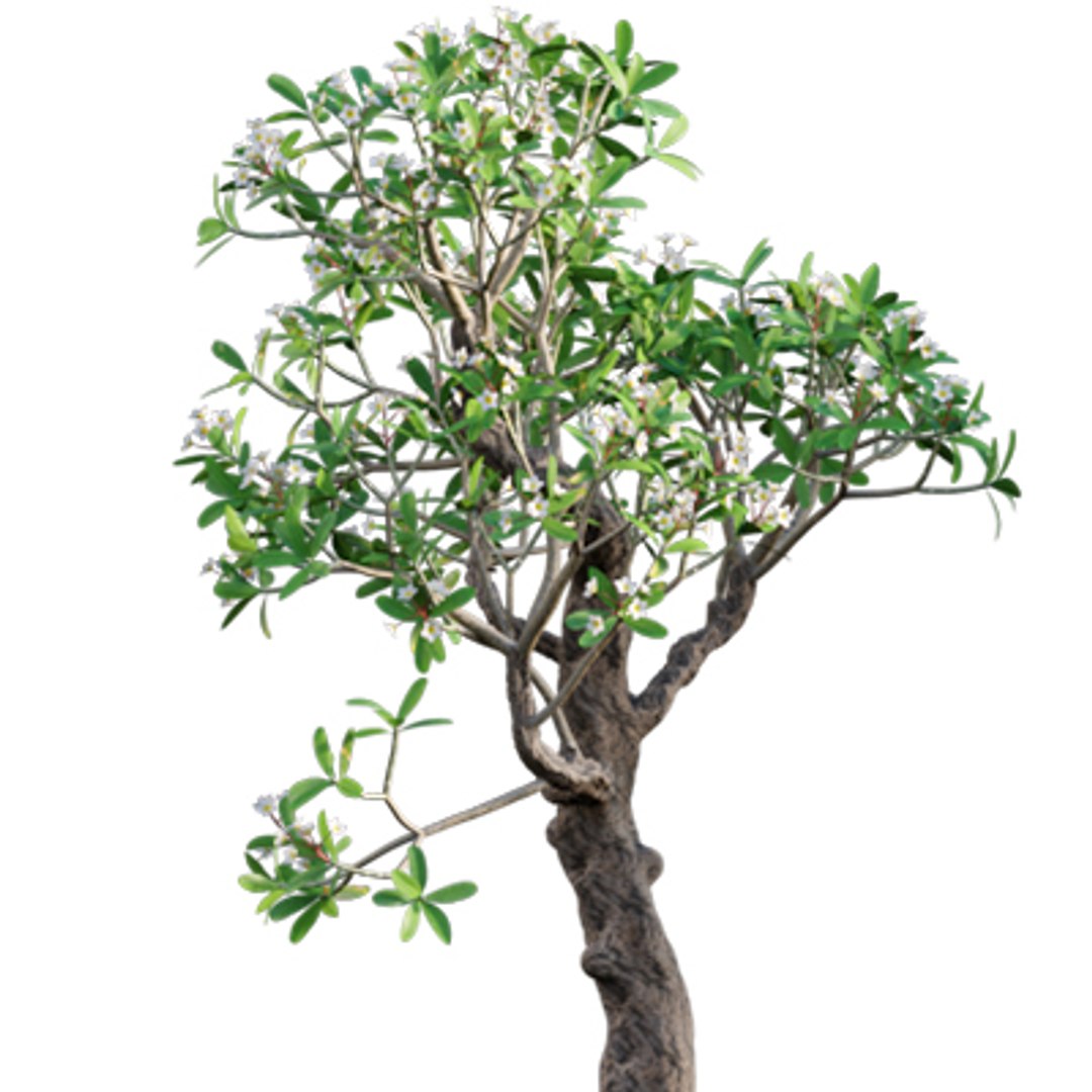 Bundle 04  Resort plants 3D model https://p.turbosquid.com/ts-thumb/S0/GnskD1/lx/3dtree_plumeriarubra_03/jpg/1621336548/1920x1080/fit_q87/42eba632efef266002b8b6196613455a79fb1d46/3dtree_plumeriarubra_03.jpg