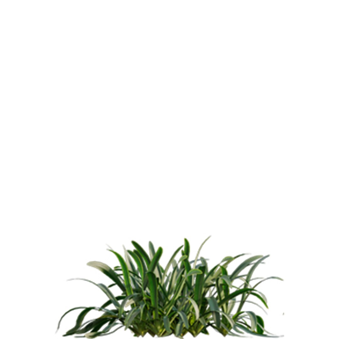 Bundle 04  Resort plants 3D model https://p.turbosquid.com/ts-thumb/S0/GnskD1/mp/3dtree_spiderlily_04/jpg/1621336550/1920x1080/fit_q87/8b4722387c495f8c627703f7d3fff2f77d55db16/3dtree_spiderlily_04.jpg