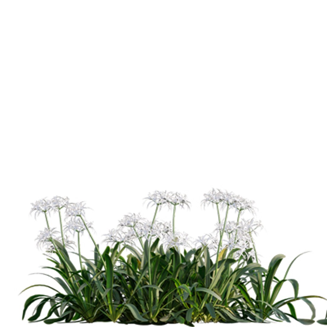 Bundle 04  Resort plants 3D model https://p.turbosquid.com/ts-thumb/S0/GnskD1/pa/3dtree_spiderlily_01/jpg/1621336554/1920x1080/fit_q87/84a5017a6111deff18478a37af775ccbc8998bfd/3dtree_spiderlily_01.jpg
