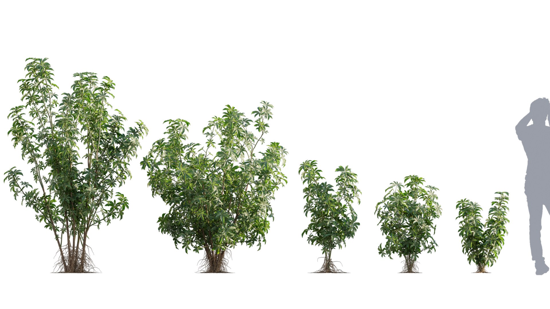 Bundle 04  Resort plants 3D model https://p.turbosquid.com/ts-thumb/S0/GnskD1/q2/3dtree_scheffleraarboricola_v1/jpg/1621333149/1920x1080/fit_q87/edfa9c595540fa96d4965b2f5aff5dc5360a54f9/3dtree_scheffleraarboricola_v1.jpg