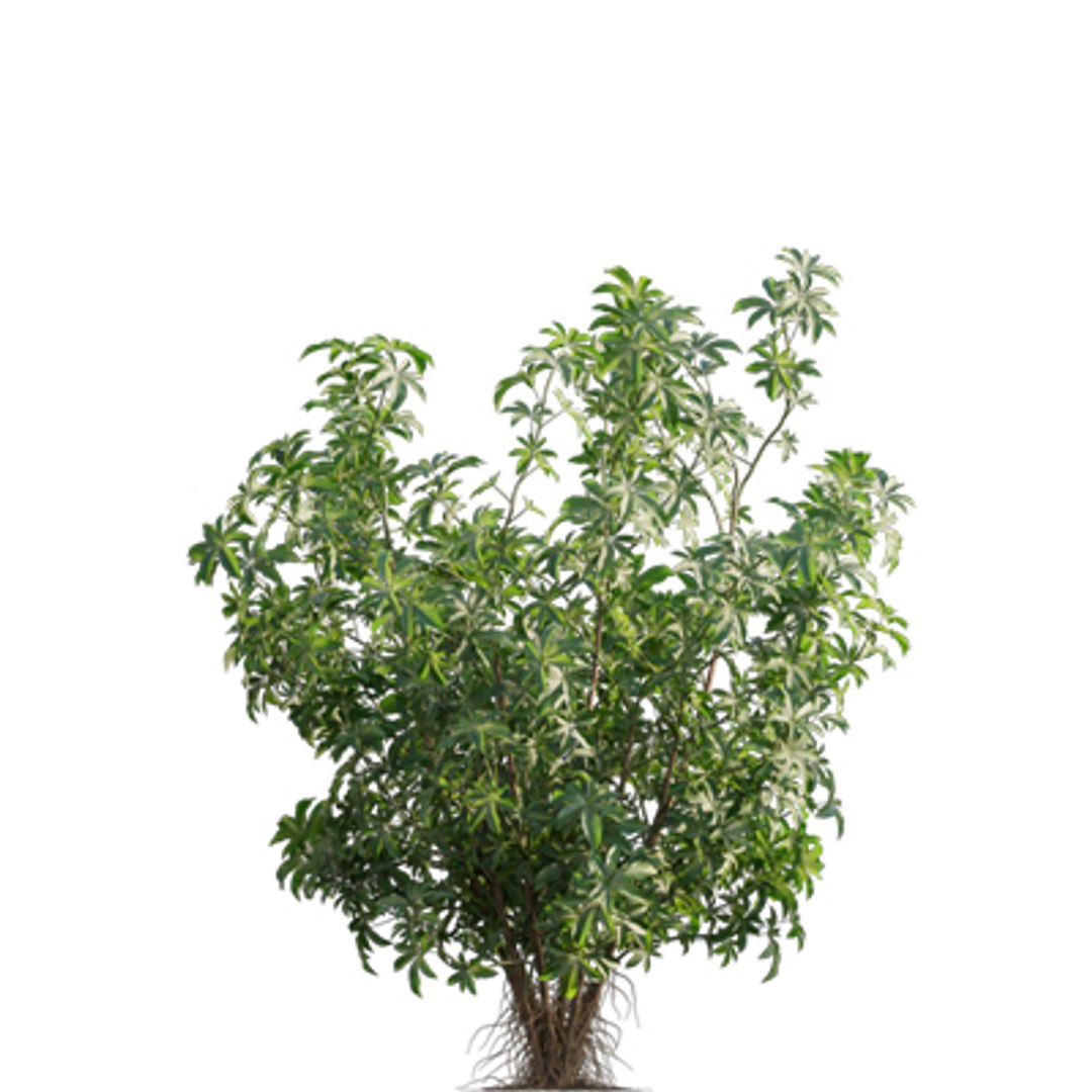 Bundle 04  Resort plants 3D model https://p.turbosquid.com/ts-thumb/S0/GnskD1/qS/3dtree_scheffleraarboricola_02/jpg/1621336556/1920x1080/fit_q87/964c6ae7455d5cd86ef46ebb976683c83e94c597/3dtree_scheffleraarboricola_02.jpg