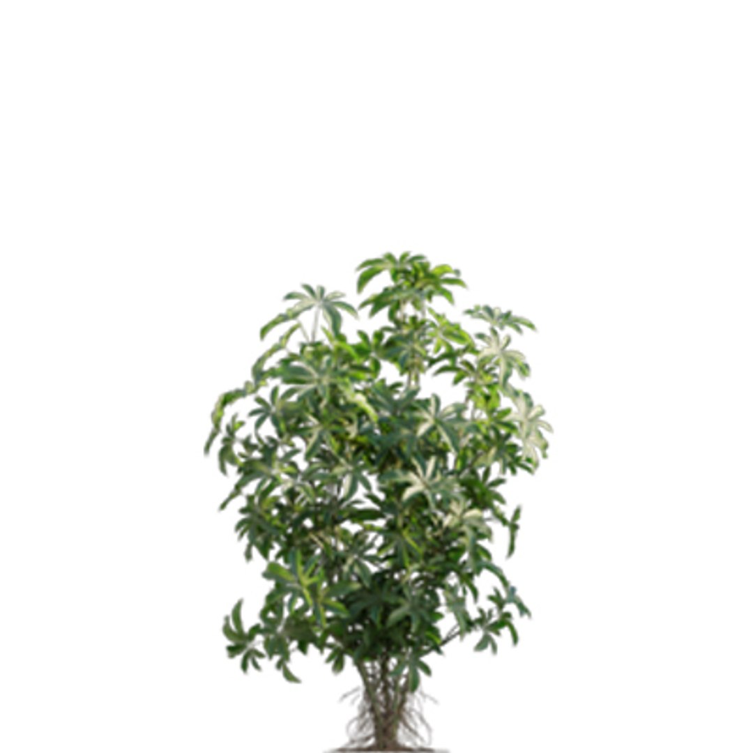 Bundle 04  Resort plants 3D model https://p.turbosquid.com/ts-thumb/S0/GnskD1/rx/3dtree_scheffleraarboricola_04/jpg/1621336553/1920x1080/fit_q87/2f3806d2291fb534d52cce25987517471d63dccf/3dtree_scheffleraarboricola_04.jpg