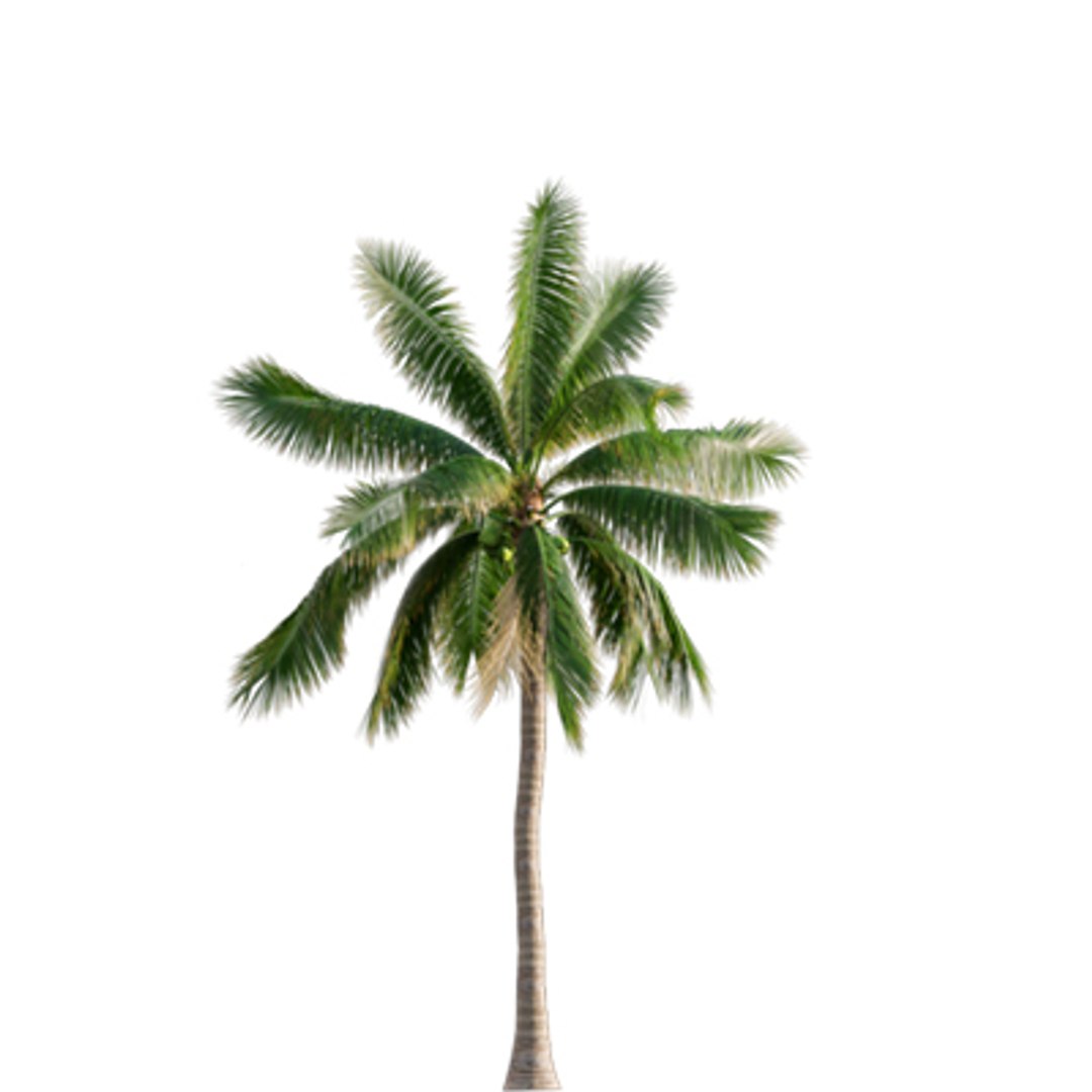 Bundle 04  Resort plants 3D model https://p.turbosquid.com/ts-thumb/S0/GnskD1/x8/3dtree_cocosnucifera_05/jpg/1621336546/1920x1080/fit_q87/269a3400a755f30aaed2485156f1d6a2983891db/3dtree_cocosnucifera_05.jpg
