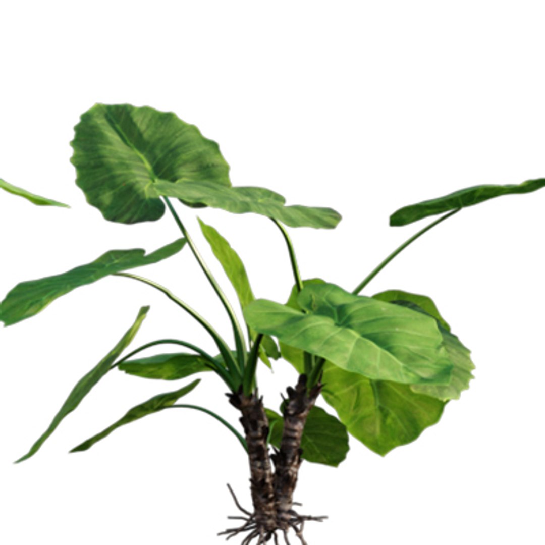 Bundle 04  Resort plants 3D model https://p.turbosquid.com/ts-thumb/S0/GnskD1/yi/3dtree_alocasia_macrorrhiza_03/jpg/1621336543/1920x1080/fit_q87/b8fe5c658c918acd499aade723f6763b790ee721/3dtree_alocasia_macrorrhiza_03.jpg