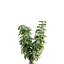 Bundle 04 – Resort plants