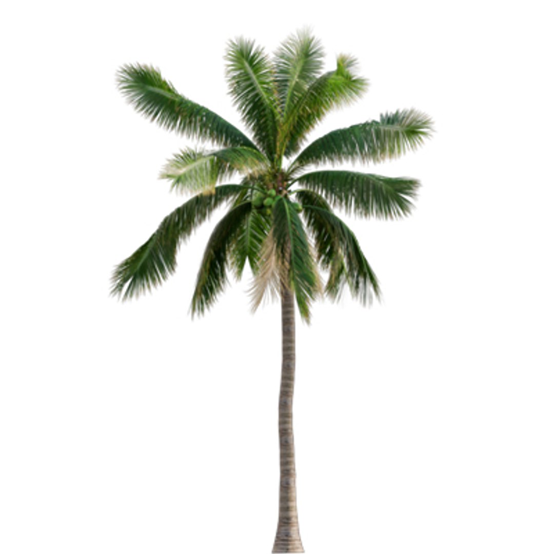 Bundle 04  Resort plants 3D model https://p.turbosquid.com/ts-thumb/S0/GnskD1/zA/3dtree_cocosnucifera_03/jpg/1621336556/1920x1080/fit_q87/f9781325da1ede08451d0b92387a4293ecb3f717/3dtree_cocosnucifera_03.jpg