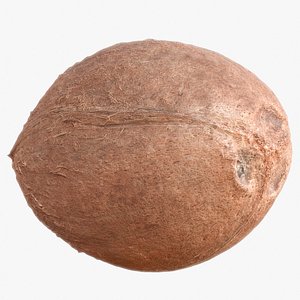 3d coconut polys model