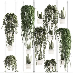 Hanging shelf with ivy cereus cactus hanging plants 1423