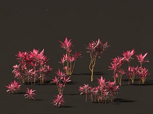 Cordyline rubra - palm lily 01